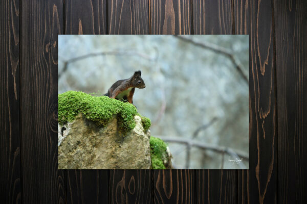 Tirage — Écureuil roux brun