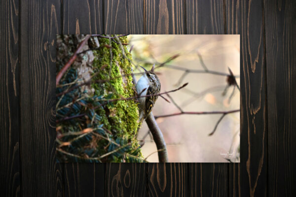 Tirage — Grimpereau des bois