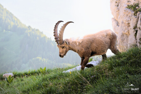 Bouquetin des Alpes (Capra ibex) dans le massif des Bornes Bouquetin dans le massif des Bornes