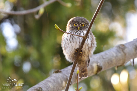Chevêchette d'Europe (Glaucidium passerinum) Chevêchette d'Europe