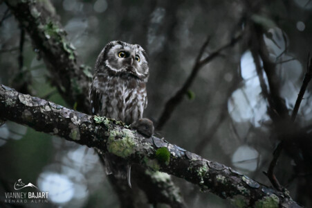 Nyctale de Tengmalm (Aegolius funereus) tenant un campagnol