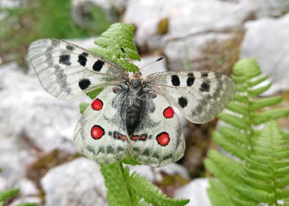 Apollon (Parnassius apollo)