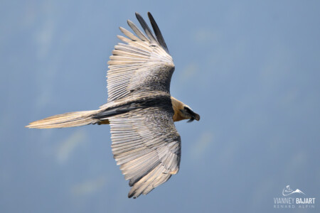 Gypaète barbu (Gypaetus barbatus) Gypaète barbu