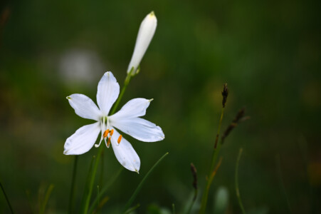 Lis de Saint-Bruno (Paradisea liliastrum)