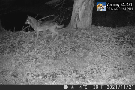 Loup gris (Canis lupus italicus) au piège-photo