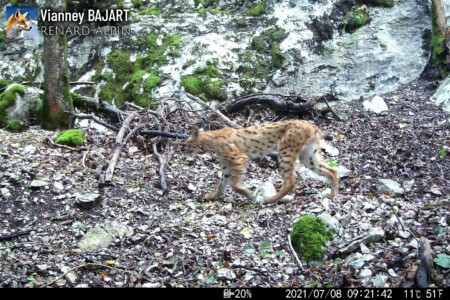 Lynx boréal au piège photo